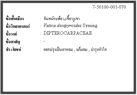 กล่องข้อความ: 7-50100-001-070 ชื่อพื้นเมือง : จันทน์กะพ้อ เ,เขี้ยวงูเขา ชื่อวิทยาศาสตร์ : Vatica diospyroides Syming. ชื่อวงศ์ : DIPTEROCARPACEAE ชื่อสามัญ : - ประโยชน์ : ดอกปรุงเป็นยาหอม , แก้มลม , บำรุงหัวใจ